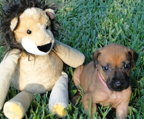 Rhodesian Ridgeback Puppy for sale in PASADENA, TX, USA
