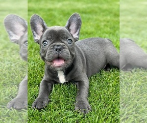 French Bulldog Puppy for sale in PHILADELPHIA, PA, USA