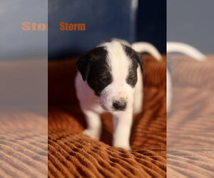 American Staffordshire Terrier-Unknown Mix Dogs for adoption in Duluth, MN, USA