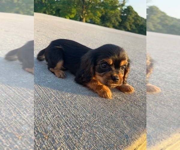 Medium Photo #1 Cavalier King Charles Spaniel Puppy For Sale in WELLSVILLE, OH, USA