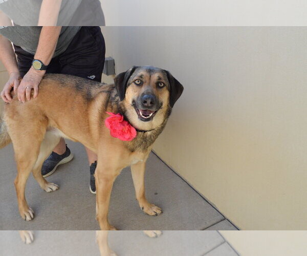 Medium Photo #3 Mutt Puppy For Sale in McKinney, TX, USA