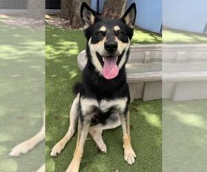 German Shepherd Dog-Siberian Husky Mix Dogs for adoption in Palmetto, FL, USA