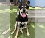 Small German Shepherd Dog-Siberian Husky Mix