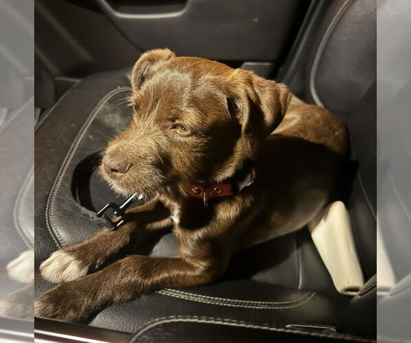 Medium Photo #3 Mutt Puppy For Sale in San Juan Capistrano, CA, USA