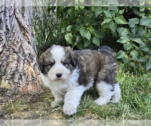 Medium Great Bernese