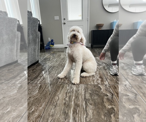 Medium Photo #1 Goldendoodle Puppy For Sale in HESPERIA, CA, USA