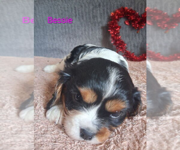 Medium Photo #4 Cavalier King Charles Spaniel Puppy For Sale in MOUNT PLEASANT, MI, USA