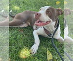 Small #1 American Pit Bull Terrier