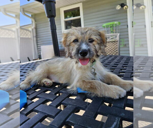 Medium Photo #3 Cairn Terrier-Unknown Mix Puppy For Sale in Genesee, WI, USA
