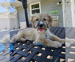Small #2 Cairn Terrier Mix
