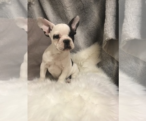 French Bulldog Puppy for sale in HARTVILLE, MO, USA