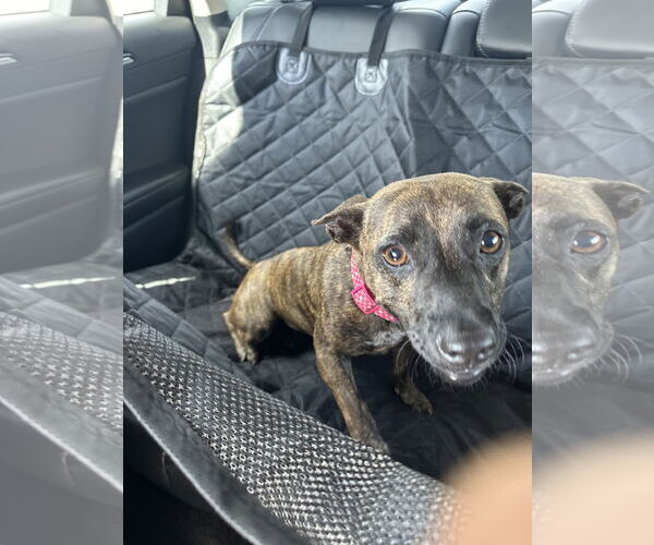 Medium Photo #6 Chihuahua-Unknown Mix Puppy For Sale in Sanford, FL, USA