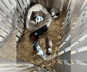 Australian Shepherd Litter for sale in MITCHELL, IN, USA