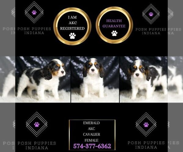 Medium Photo #2 Cavalier King Charles Spaniel Puppy For Sale in WARSAW, IN, USA