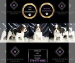 Small #1 Cavalier King Charles Spaniel
