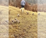 Small Photo #5 Weimaraner Puppy For Sale in WAVERLY, NY, USA