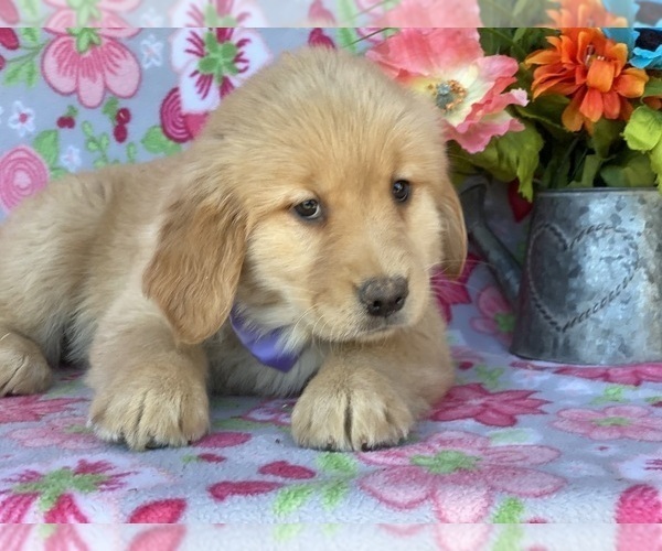 Full screen Photo #2 Golden Retriever Puppy For Sale in LANCASTER, PA, USA