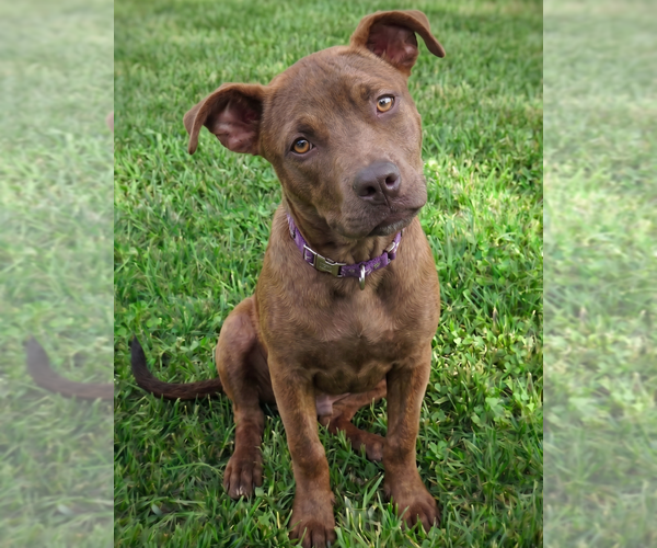 Medium Photo #6 Boxer-Feist Terrier Mix Puppy For Sale in Grovertown, IN, USA