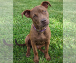 Small #5 Boxer-Feist Terrier Mix