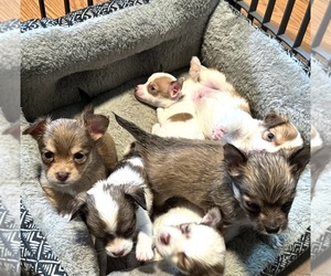 Chihuahua Puppy for Sale in PLAISTOW, New Hampshire USA
