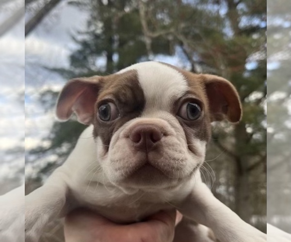 Medium Photo #1 Boston Terrier Puppy For Sale in COVENTRY, RI, USA