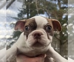 Small Photo #1 Boston Terrier Puppy For Sale in COVENTRY, RI, USA