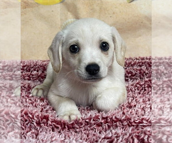 Medium Photo #1 Cheagle Puppy For Sale in Lakewood, CO, USA