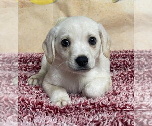 Cheagle Dogs for adoption in Lakewood, CO, USA