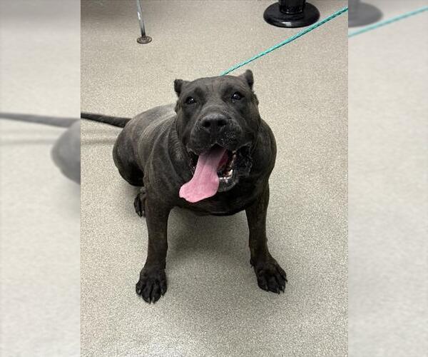 Medium Photo #1 Presa Canario-Unknown Mix Puppy For Sale in Las Vegas, NV, USA