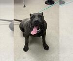 Small Presa Canario Mix