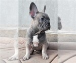 Small Photo #3 French Bulldog Puppy For Sale in DES PLAINES, IL, USA