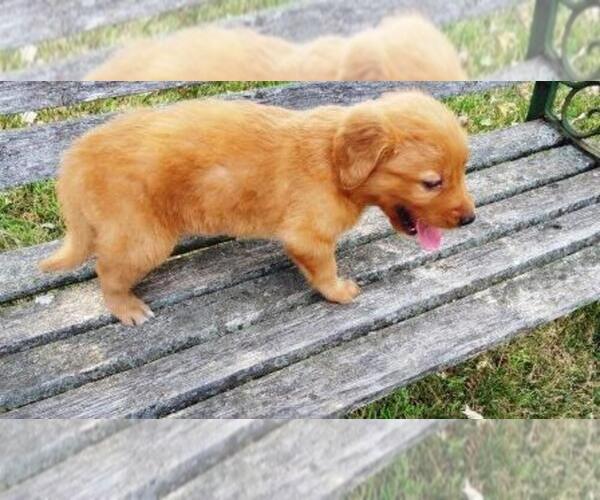 Medium Photo #3 Golden Retriever Puppy For Sale in LEON, KS, USA
