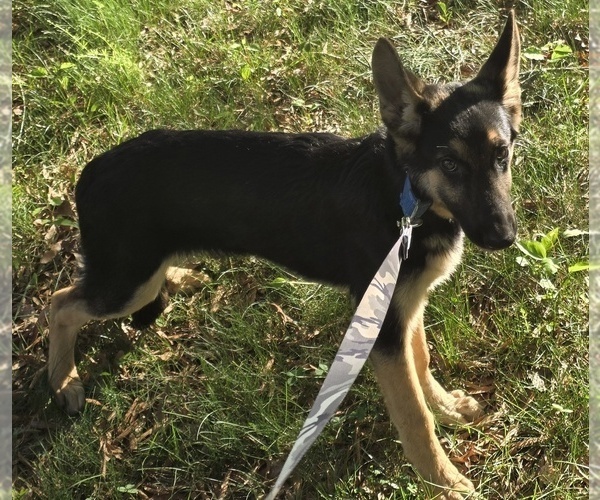 Medium Photo #1 German Shepherd Dog Puppy For Sale in MECHANICSVILLE, VA, USA