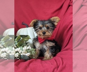 Yorkshire Terrier Puppy for sale in OXFORD, PA, USA
