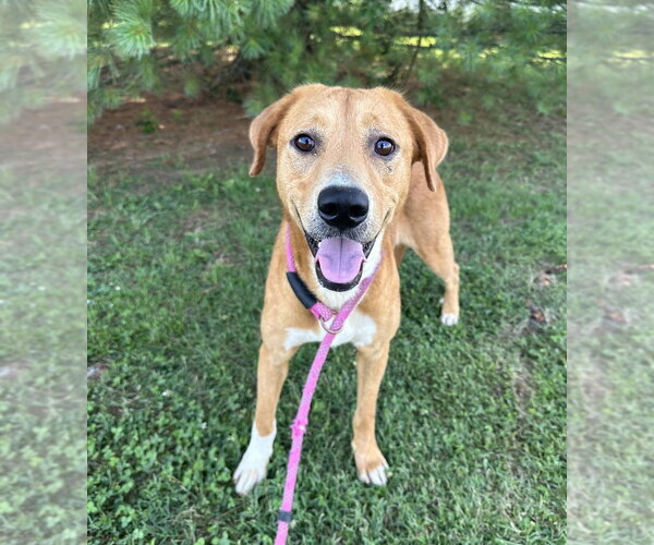 Medium Photo #4 Mutt Puppy For Sale in Evansville, IN, USA