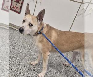Mutt Dogs for adoption in Front Royal, VA, USA