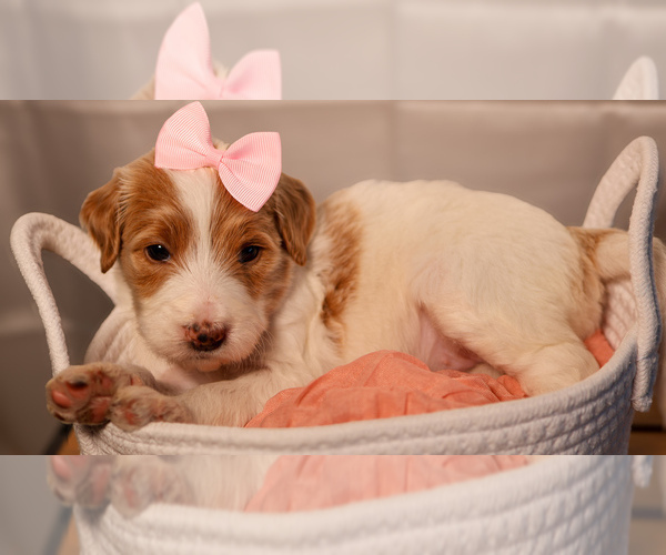 Medium Photo #3 Goldendoodle Puppy For Sale in MIAMI, FL, USA