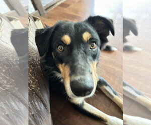 Border Collie-Unknown Mix Dogs for adoption in Boston, MA, USA