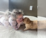 Small #32 Golden Retriever