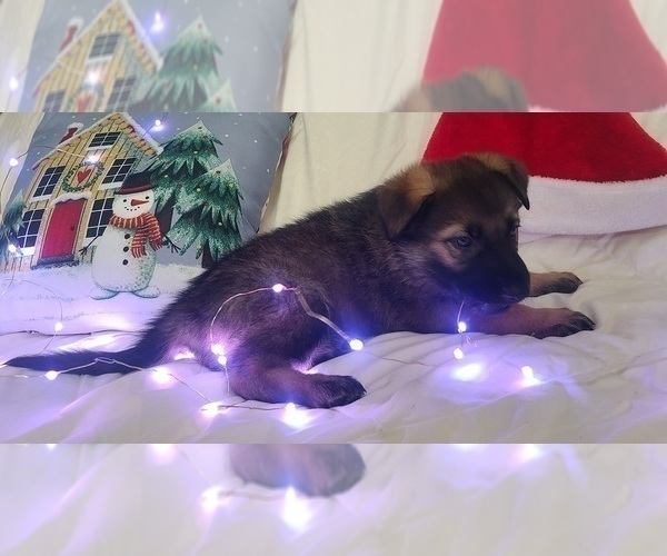 Medium Photo #6 German Shepherd Dog Puppy For Sale in MONTREAL, MO, USA