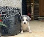Small Photo #1 Miniature Australian Shepherd Puppy For Sale in CONNELLYS SPRINGS, NC, USA