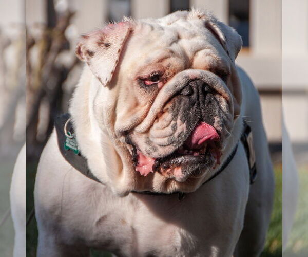 Medium Photo #7 Bulldog Puppy For Sale in San Jose, CA, USA