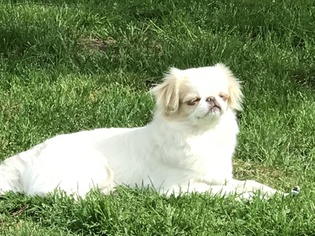 Mother of the Japanese Chin puppies born on 09/23/2018