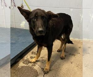 German Shepherd Dog Dogs for adoption in Woodland, CA, USA