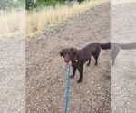 Small #8 Australian Shepherd Mix