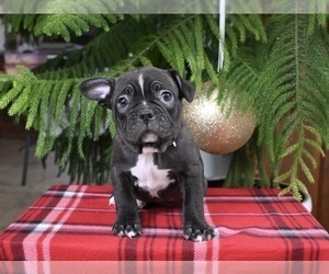 Faux Frenchbo Bulldog Puppy for sale in MILLERSBURG, OH, USA