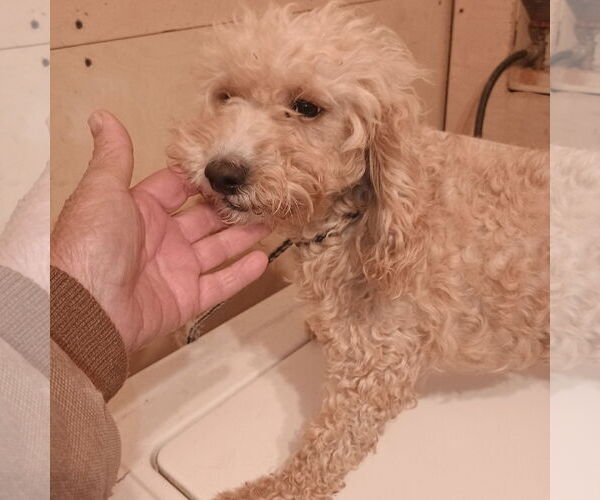 Medium Photo #1 Cavapoo (Miniature) Puppy For Sale in Bonifay, MO, USA