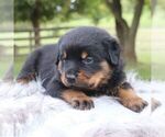 Small #2 Rottweiler