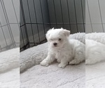 Small Photo #3 Maltese Puppy For Sale in BRANSON, MO, USA