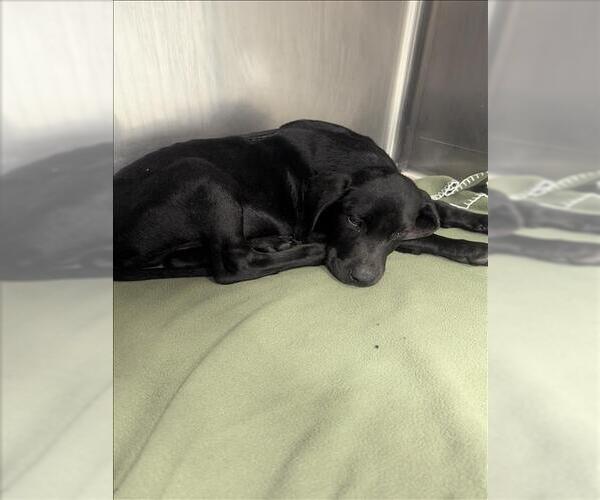 Medium Photo #1 Labrador Retriever Puppy For Sale in Conroe, TX, USA